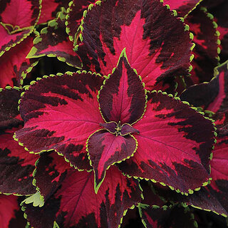                       M-Tech Gardens Rare Hybrid Coleus 