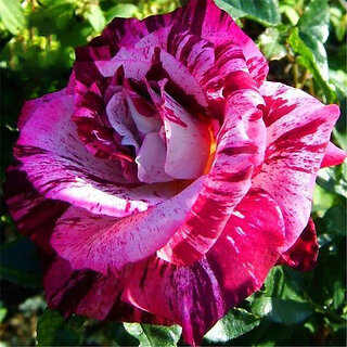                       M-Tech Gardens Rare Hybrid Rose 