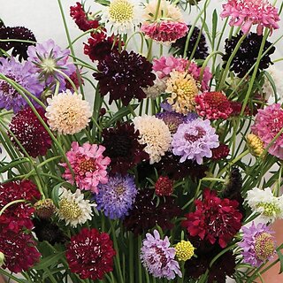                       M-Tech Gardens Rare Hybrid Scabiosa 