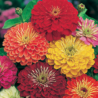                       M-Tech Gardens Rare Hybrid Zinnia 