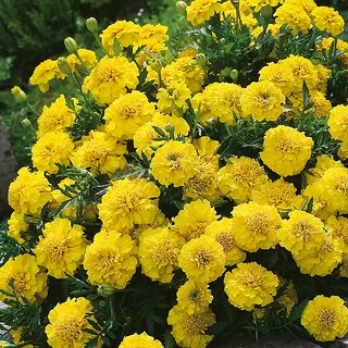 Rare Hybrid French Marigold 