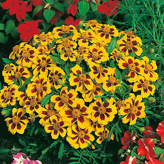                       Rare Hybrid French Marigold 