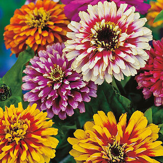                       M-Tech Gardens Rare Hybrid Zinnia 
