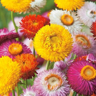                       M-Tech Gardens Rare Hybrid Helichrysum 