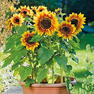                       M-Tech Gardens Rare Hybrid Sunflower 