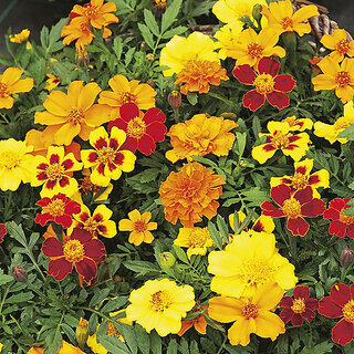                       Rare Hybrid French Marigold 