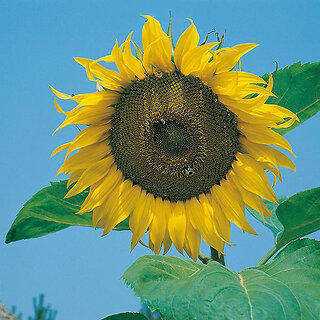                       Rare Hybrid Sunflower 