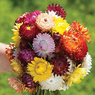                       M-Tech Gardens Rare Hybrid Helichrysum 