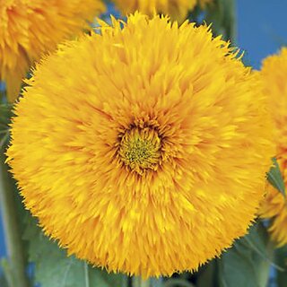                       Rare Hybrid Sunflower 