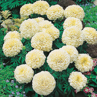                       Rare Hybrid African Marigold 