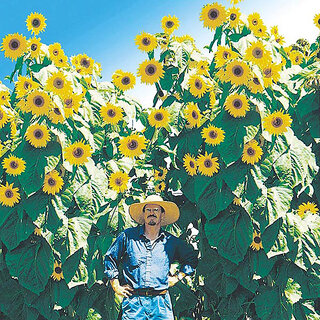                       M-Tech Gardens Rare Hybrid Sunflower 
