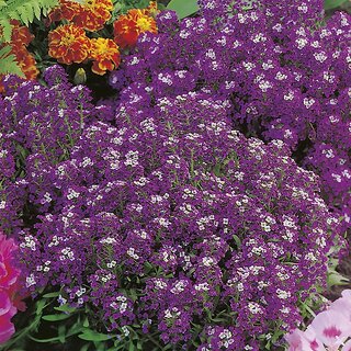                       Rare Hybrid Alyssum 