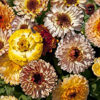                       Rare Hybrid Calendula 