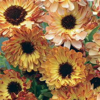                       Rare Hybrid Calendula 