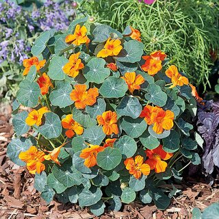                       Rare Hybrid Nasturtium 