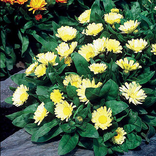                       Rare Hybrid Calendula 