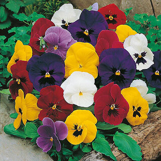                       Rare Hybrid Pansy 