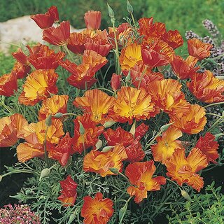                       Rare Hybrid California Poppy 