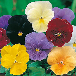                       Rare Hybrid Pansy 