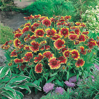                       Rare Hybrid Gaillardia 