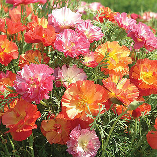                       Rare Hybrid California Poppy 