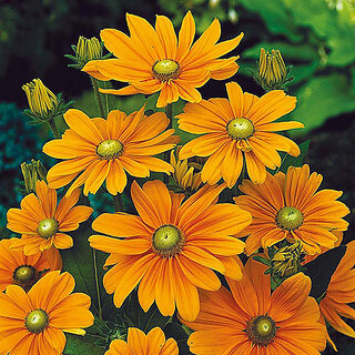                       Rare Hybrid Rudbeckia 