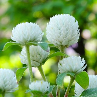                       Rare Hybrid Gomphrena 