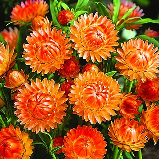                       Rare Hybrid Helichrysum 