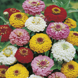                       Rare Hybrid Zinnia 