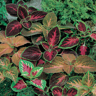                       Rare Hybrid Coleus 