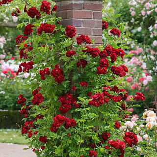                       Rare Hybrid Rose 