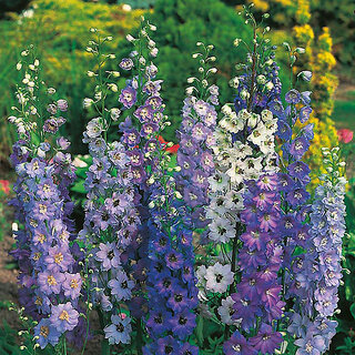                       Rare Hybrid Delphinium 