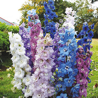                       Rare Hybrid Delphinium 