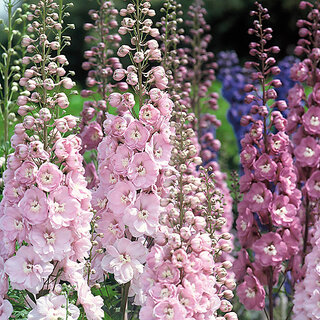                       Rare Hybrid Delphinium 