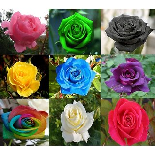                       Rare Hybrid Rose 