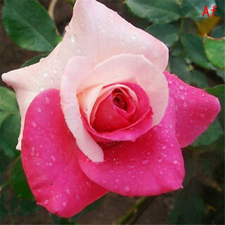                       Rare Hybrid Rose 