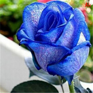                       Rare Hybrid Rose 