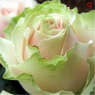                       Rare Hybrid Rose  Variety  9  Exotic 20 Seeds for Growing                                              