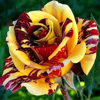                       Rare Hybrid Rose  Variety  15  Exotic 20 Seeds for Growing                                              