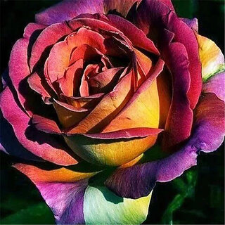                       Rare Hybrid Rose  Variety  17  Exotic 20 Seeds for Growing                                              