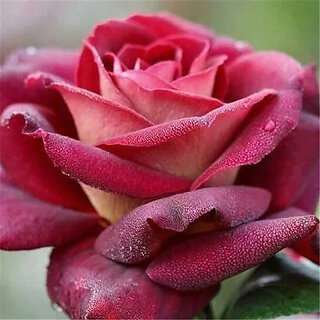                       Rare Hybrid Rose  Variety  20  Exotic 20 Seeds for Growing                                              