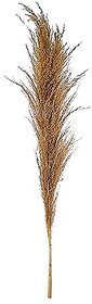 GARDEN DECO Broom Sedge for Home and Office Dcor (1 PC)