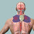 Gaze Me Big Butterfly Cordless Pulse Low Frequency Treatment Muscular Relaxation Massager with Flexible Sticking Pad