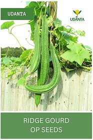 Udanta Ridge Gourd Vegetable Seeds For Planting - Qty 100Gm Seed