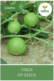 Udanta Indian Round Squash - Tinda Seeds - Qty 500Gm Seed