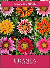 Udanta Gazania Mix Flowers Seeds Avg 30-40 Each Packet Seed