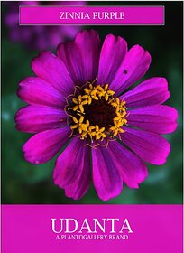 Udanta Zinnia Purple Flower Seeds For Gardening 30-40 Seeds Set Of 5 Pkt Seed