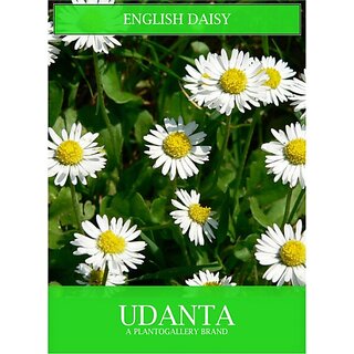 Udanta English Daisy Flowers Seeds Avg 30-40 Each Packet Seed