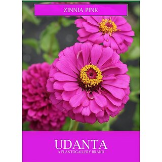 Udanta Flower Seeds- Zinnia Pink Pack Of 30-40 Seeds For Gardening Set Of 5 Pkt Seed