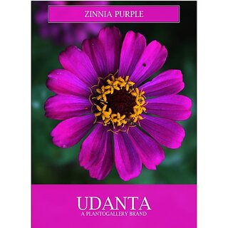 Udanta Zinnia Purple Flower Seeds For Gardening 30-40 Seeds Set Of 5 Pkt Seed